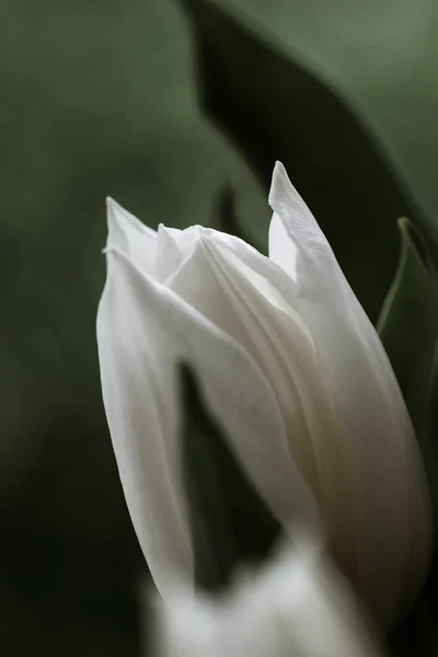 Primo Piano Verticale Bel Tulipano Bianco — Foto Stock