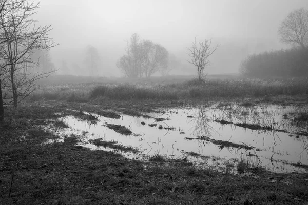 Graustufenaufnahme Eines Schmutzteiches Einem Von Büschen Und Nebel Bedeckten Feld — Stockfoto