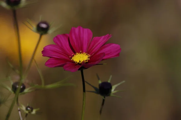 Belo Tiro Campo Cheio Flores Durante Dia — Fotografia de Stock