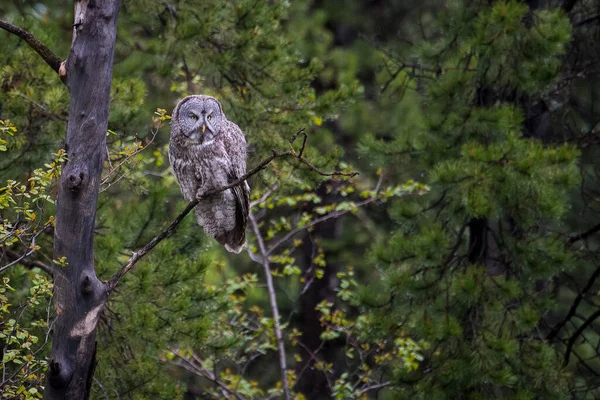 Sélectif Une Chouette Grise Strix Nebulosa Sur Arbre — Photo