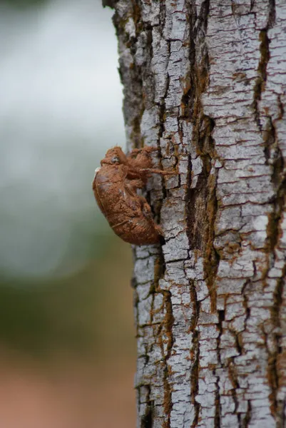 Een Dichtbij Shot Van Een Insect Kruipend Een Boom Bonito — Stockfoto