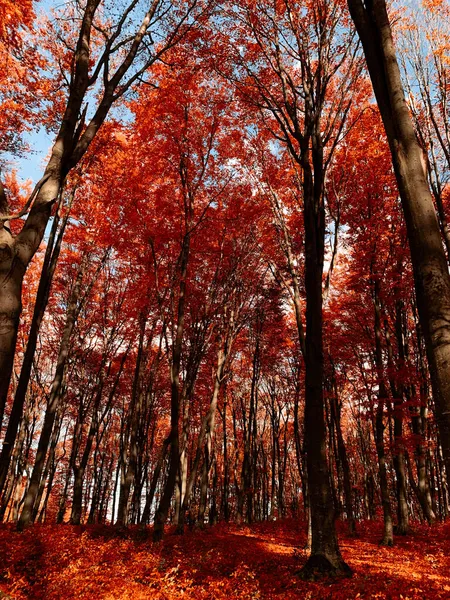 Een Prachtige Scène Van Herfst Landschap Kleurrijke Bomen Uit Piatra — Stockfoto