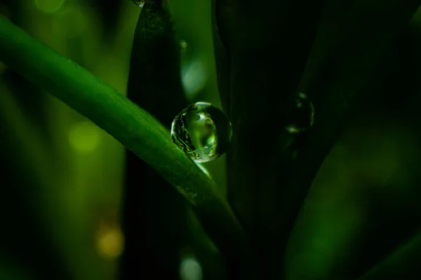 Een Prachtig Shot Van Water Druppels Sommige Planten — Stockfoto