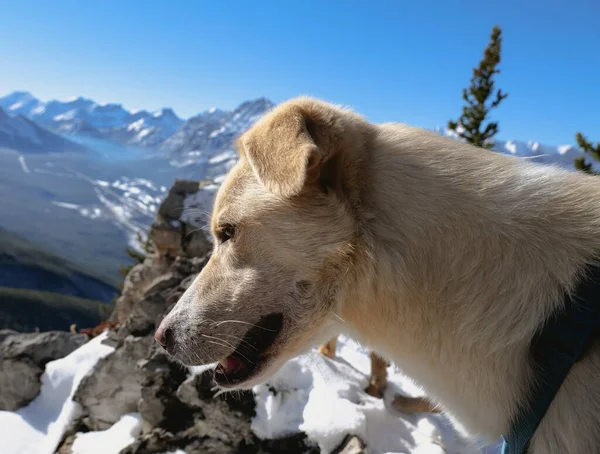 Dog Looks Cliff Edge Top Mountain — Stock Photo, Image