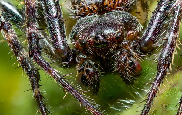 Close Uma Aranha Isolada Fundo Turvo — Fotografia de Stock