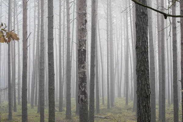 Een Close Van Bomen Een Hardhouten Bos Bedekt Met Mist — Stockfoto