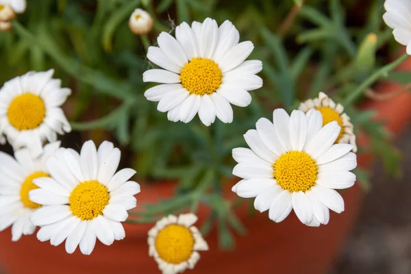 Close Margaridas Também Conhecido Como Bellis Perennis Crescendo Vaso Flores — Fotografia de Stock