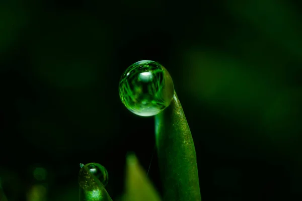 Egy Gyönyörű Kép Egy Vízcsepp Egy Erdőben Lehet Használni Mint — Stock Fotó