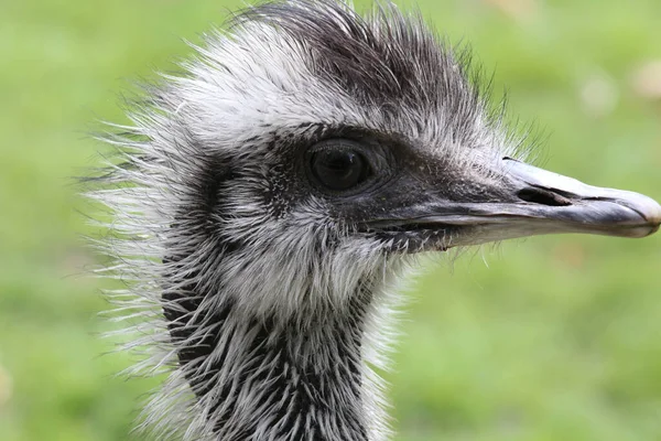 Close Shot Portrait Beautiful Lovely Gray Ostrich Isolated Green Background — Stock Photo, Image