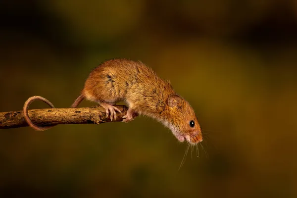Close Rato Colheita Eurasiano — Fotografia de Stock