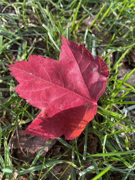 Padlý List Podzimním Parku Burnaby — Stock fotografie