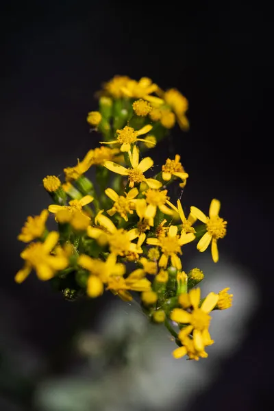 Tiro Close Vertical Belas Flores Alyssum Amarelas — Fotografia de Stock