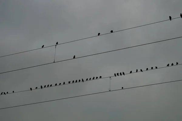 Starlingové Horní Lince Siluety Šedé Obloze — Stock fotografie