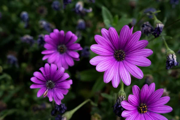 Zbliżenie Pięknych Purpurowych Aster Kwiatów — Zdjęcie stockowe