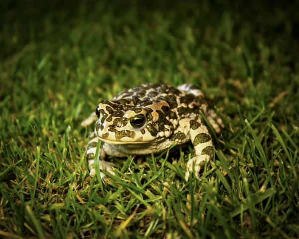 Photo Agreen Toad Bufotes Viridis Bufo Bufo — Stock Photo, Image