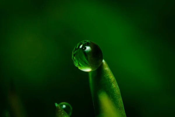 Een Mooie Opname Van Een Waterdruppel Een Bos Kan Gebruikt — Stockfoto