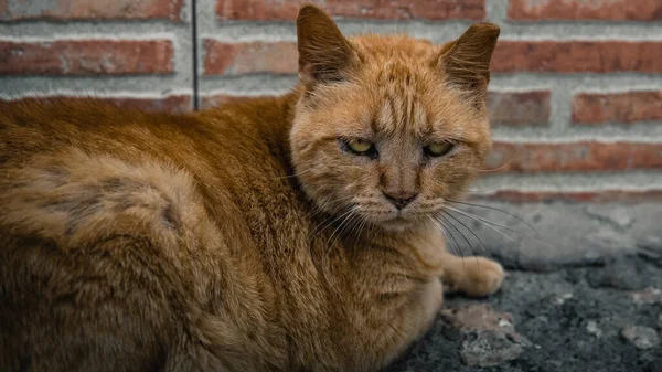 昼間の屋外での生姜猫のクローズアップショット — ストック写真