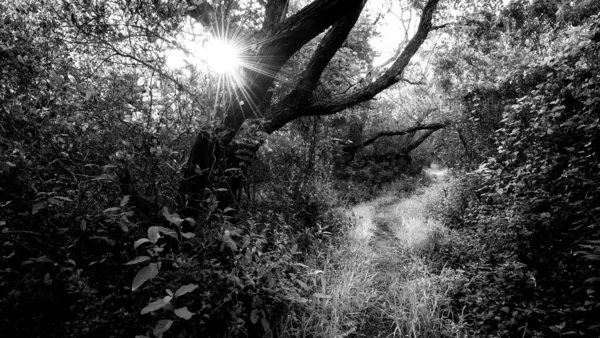 Güneş Işınları Sık Bir Ormanı Delip Geçiyor — Stok fotoğraf