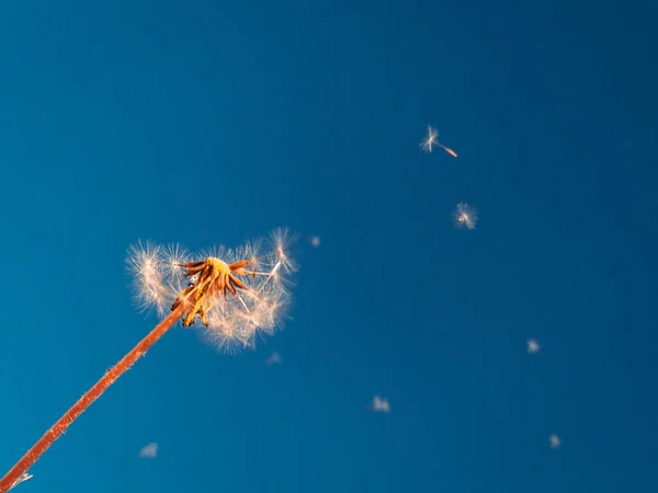 青い空を背景に風が吹くタンポポの美しいショット — ストック写真