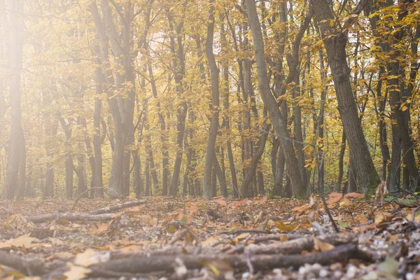 Een Close Van Gedroogde Bladeren Takken Het Bos Onder Het — Stockfoto