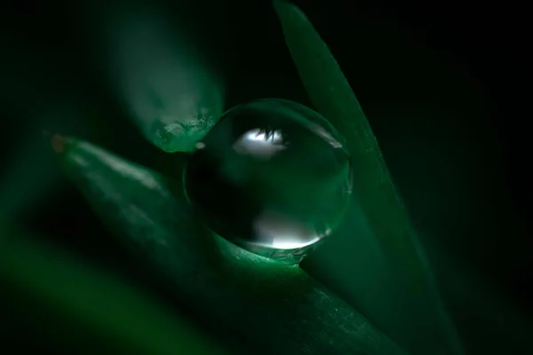 Egy Gyönyörű Kép Egy Vízcsepp Egy Erdőben Lehet Használni Mint — Stock Fotó