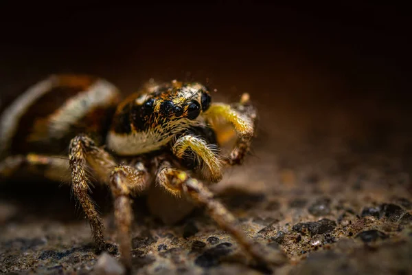 Ένα Κοντινό Πλάνο Μιας Αράχνης Απομονωμένης Ένα Θολό Φόντο — Φωτογραφία Αρχείου