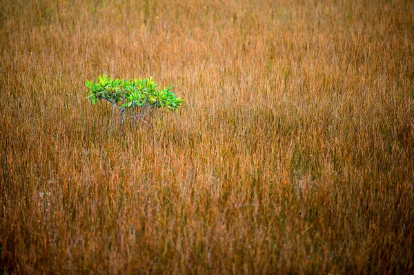 Uma Árvore Verde Campo Com Grama Seca — Fotografia de Stock