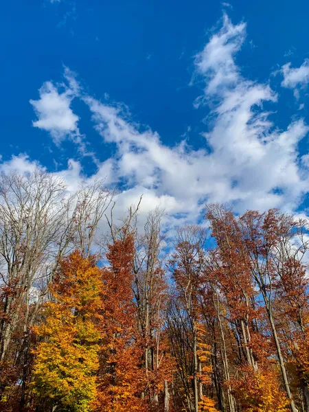 Una Hermosa Escena Paisaje Otoñal Árboles Coloridos Piatra Neamt Rumania —  Fotos de Stock