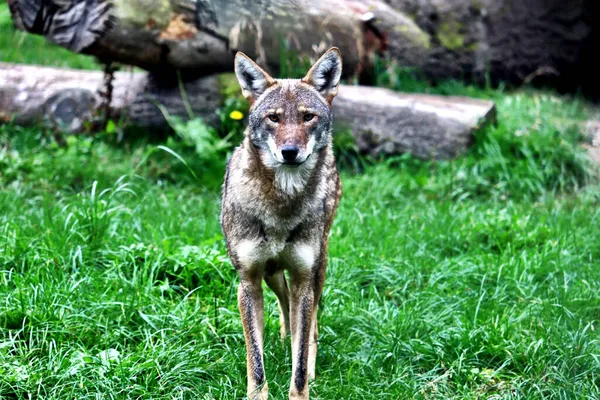 Una Vista Panorámica Lobo Zoológico Sobre Fondo Borroso — Foto de Stock