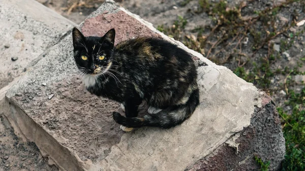 Крупним Планом Знімок Кота Відкритому Повітрі Протягом Дня — стокове фото