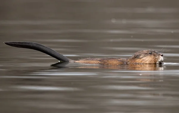 Tiro Perto Muskrat Nadando Uma Lagoa — Fotografia de Stock