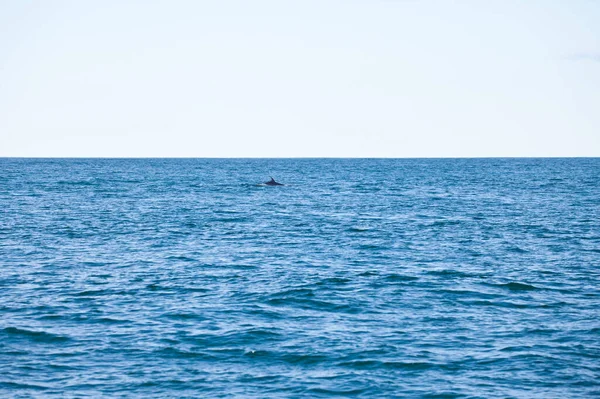 Акула Плавает Синем Море Дневное Время — стоковое фото