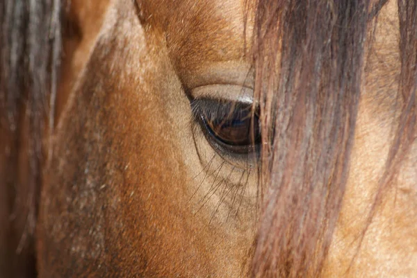 Closeup Shot Horse Field Brazil — Stock Photo, Image
