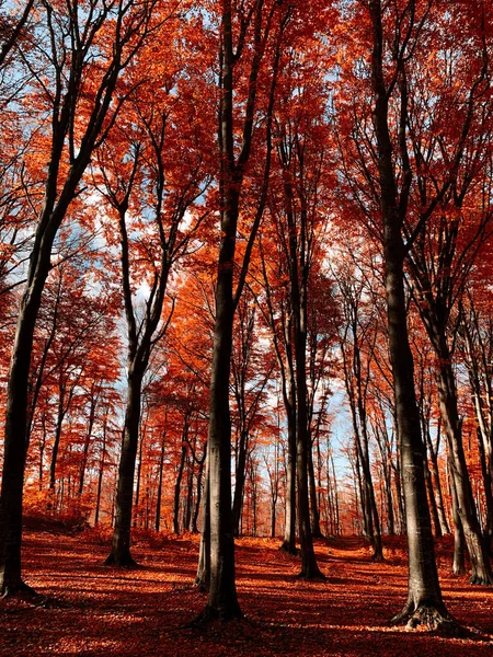 Uma Bela Cena Paisagem Outono Árvores Coloridas Piatra Neamt Romênia — Fotografia de Stock