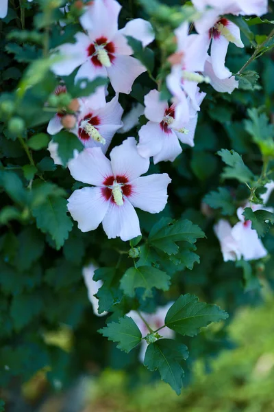 Selective Closeup Hibiscus Flowers Garden — Stock Photo, Image