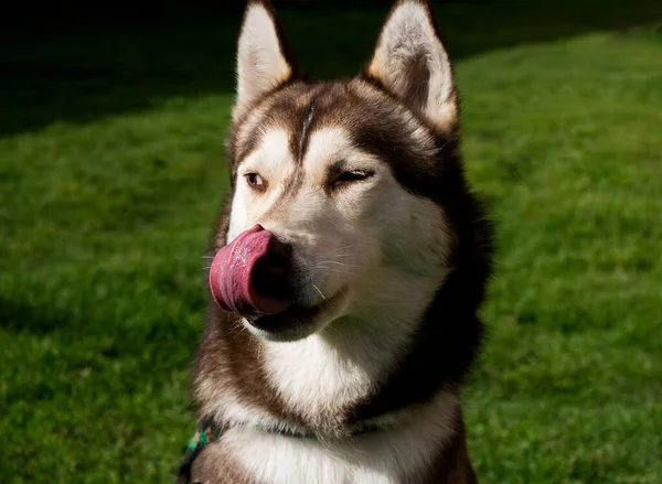 Una Fotografía Tus Mascotas Amiga Para Toda Vida —  Fotos de Stock