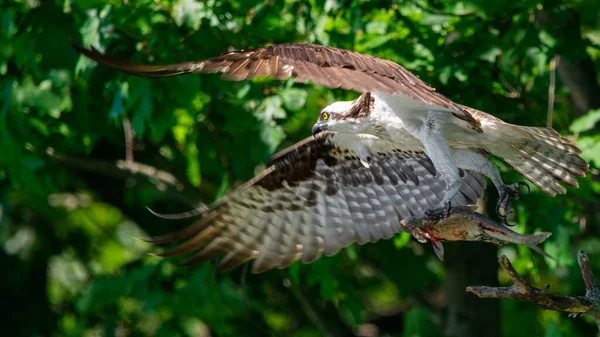 Balık Taşıyan Bir Osprey Nin Yakın Çekimi — Stok fotoğraf