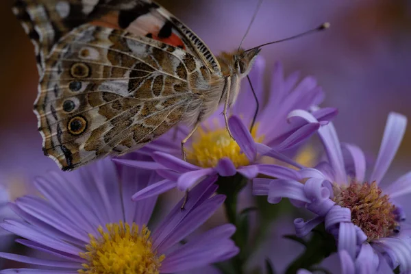 아름다운 나비의 꽃봉오리 — 스톡 사진