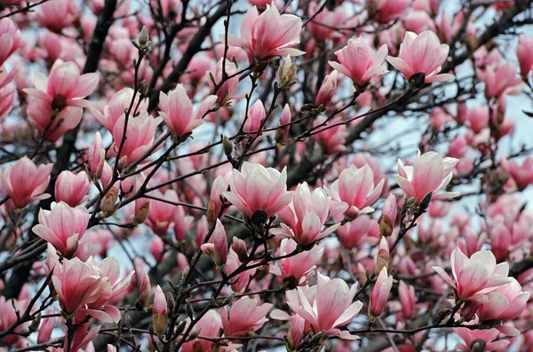 Ένα Κοντινό Πλάνο Ροζ Άνθη Ένα Δέντρο — Φωτογραφία Αρχείου