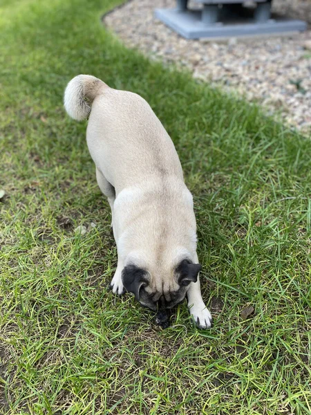 Eine Vertikale Aufnahme Eines Niedlichen Mops Einem Park — Stockfoto