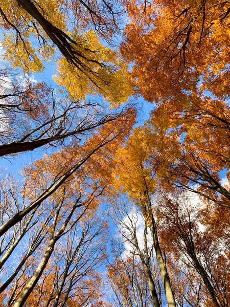 Een Prachtige Scène Van Herfst Landschap Kleurrijke Bomen Uit Piatra — Stockfoto