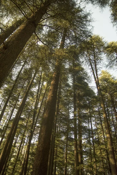 Deodarbos Manali India — Stockfoto