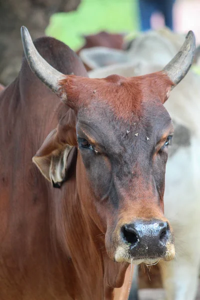 Tiro Perto Uma Vaca Marrom — Fotografia de Stock