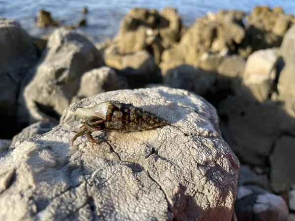 Hermit Crab Crawling Rock Sea — Φωτογραφία Αρχείου