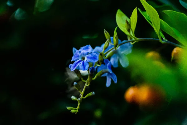 Крупним Планом Знімок Красивих Квітів — стокове фото