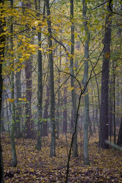 田舎の太陽の下で森の中の木々や茂みの垂直ショット — ストック写真