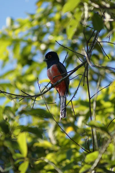 Bahçedeki Bir Ağacın Dalındaki Kuşun Dikey Görüntüsü — Stok fotoğraf