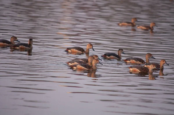 Gros Plan Groupe Canards Dans Lac — Photo