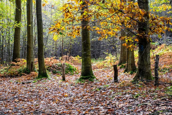 Une Belle Vue Sur Paysage Automne Avec Des Feuilles Des — Photo