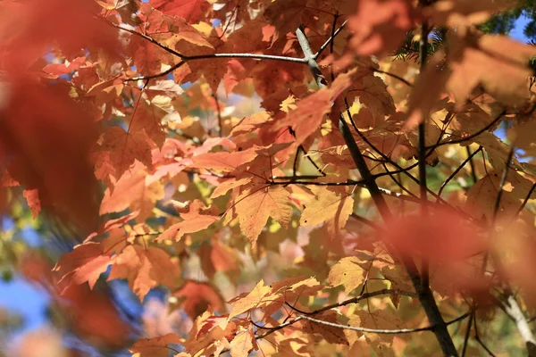 Nahaufnahme Eines Astes Mit Schönen Roten Ahornblättern Park Einem Sonnigen — Stockfoto